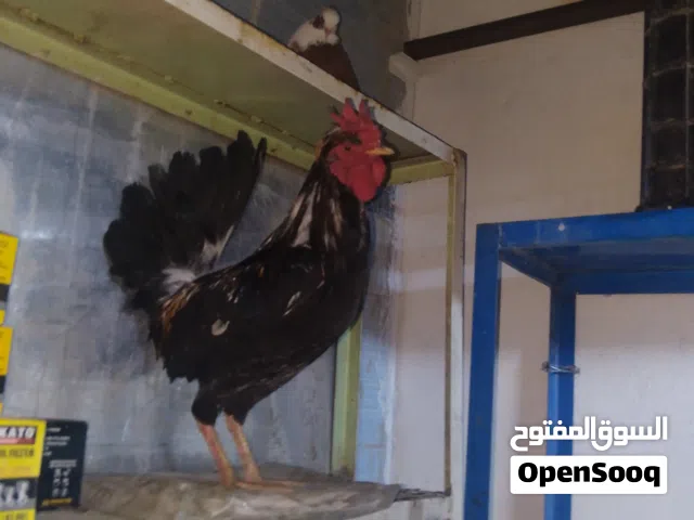 ديج كحلي كويتي