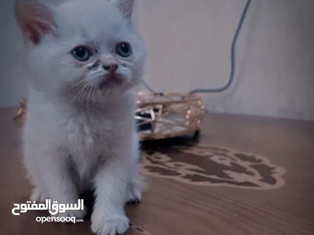 بزازين شيرازي للبيع