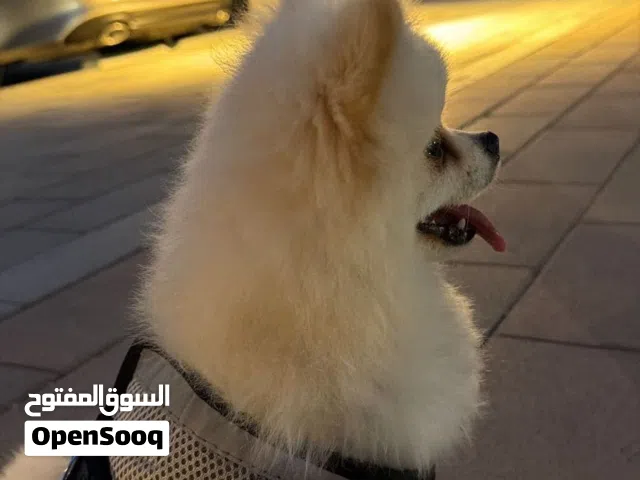A Pomerinian dog, one year old and 4 months old, with a passport and a negotiable price,2000 derhame