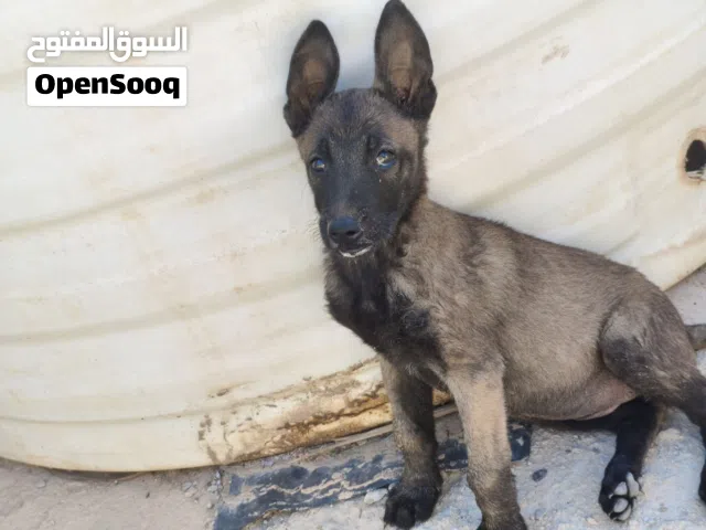 انتى مالينو للبيع مكان مصراته