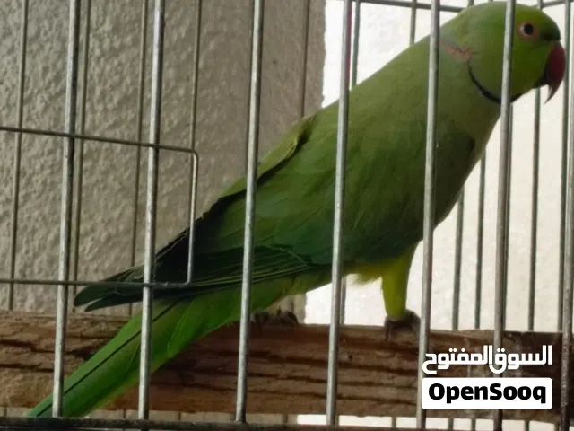 ذكر درة طوق كامل جاهز للتزاوج