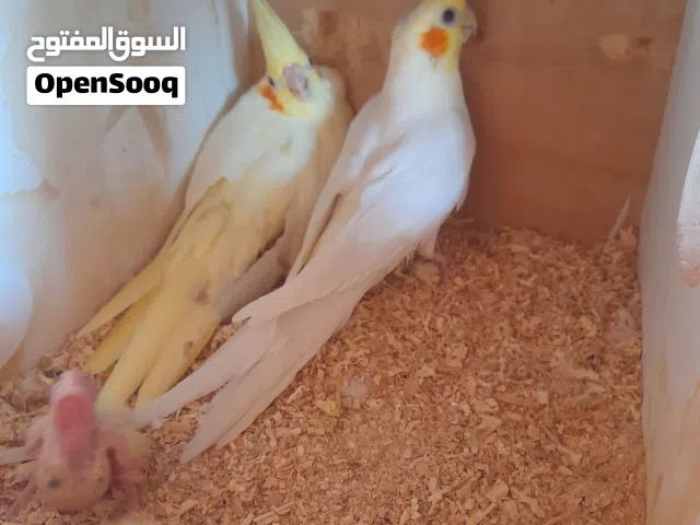 جوز كوكتيل لاتينو عين حمراء معه 2 فرخين عمر اسبوع ب 70 دينار