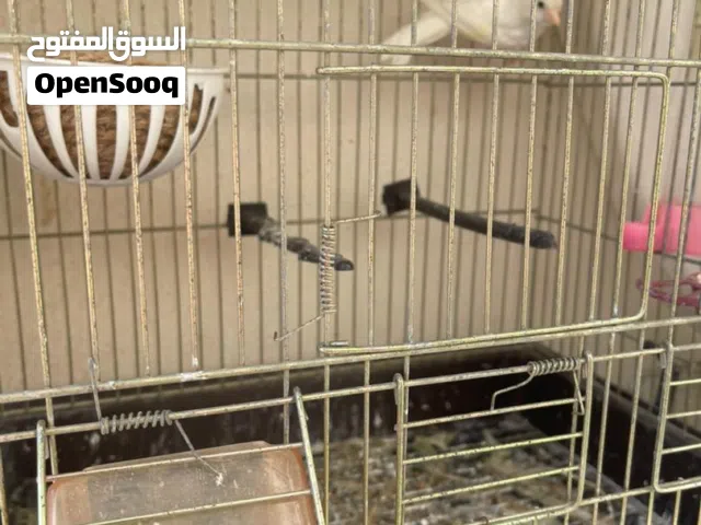 انثى كناري بسعر كزيوني