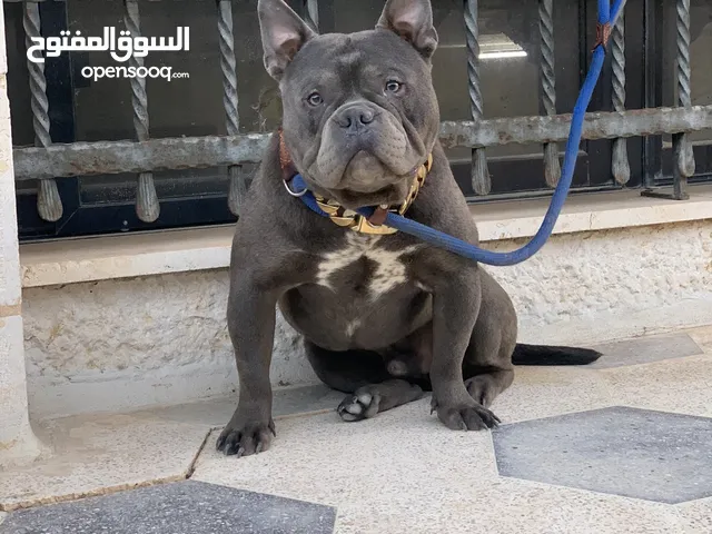 اميريكان بولي بوكت