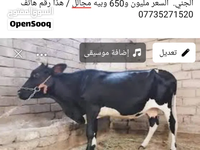 هايشه فريزي ملقحه ابره وعليه 8تشهر وكافت شروط الجني الناصريه قظاءالصلاح