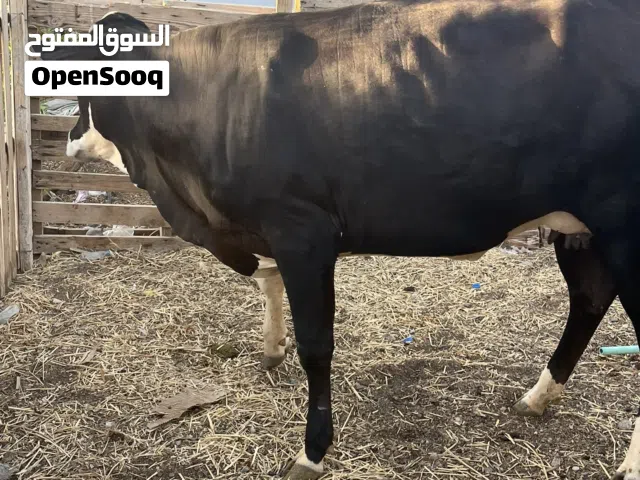 بيع ابقار ظفاري