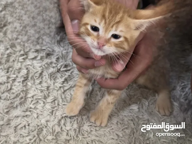 قطوتين للتبنى بلاش