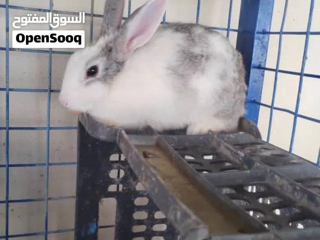 ارانب بلدي منتج عدد7