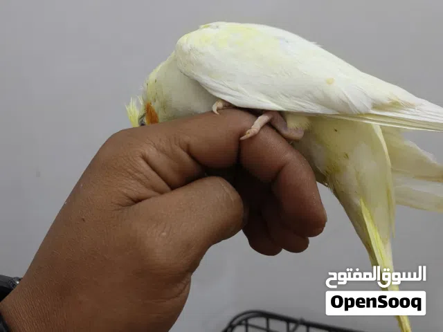 فرخ كوكتيل لاتينو عين حمرا مروض للبيع