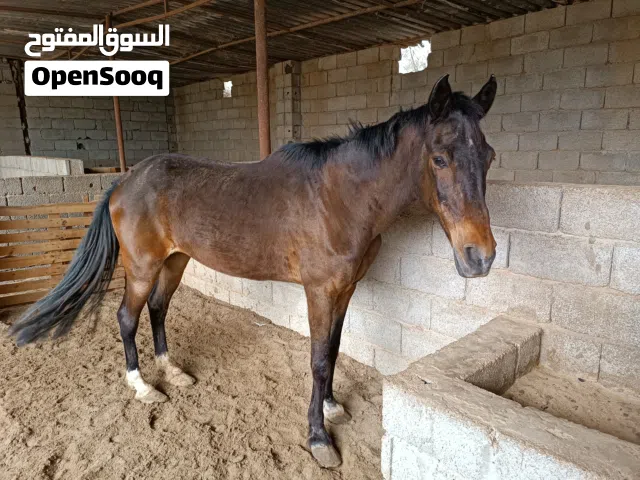 فرس للبيع الله يبارك