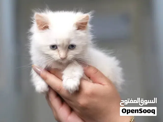 اغتنم الفرصة...الفرصه لن تتكرر على اسعار القطط ومستلزماتها