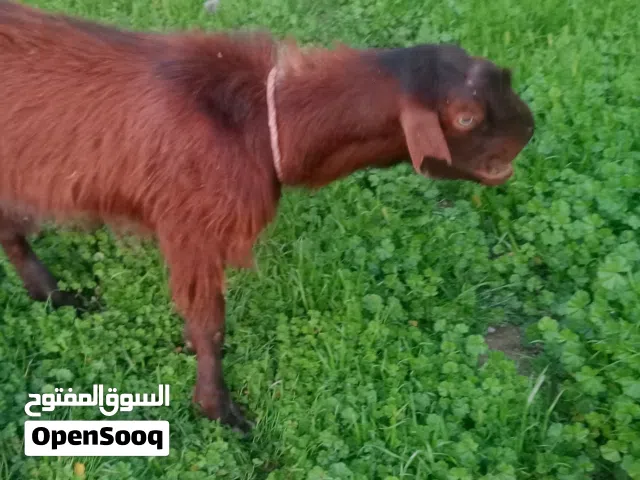 ماعز سوري اقجم