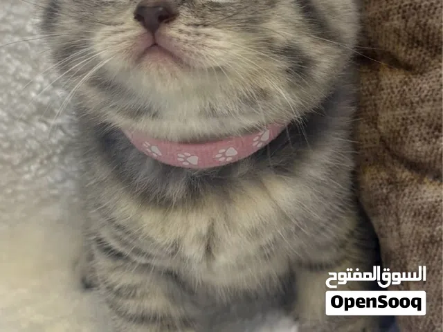بريتش شورت هير