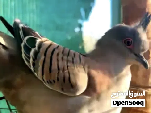 دوف استرالي البيعه جمله فقط