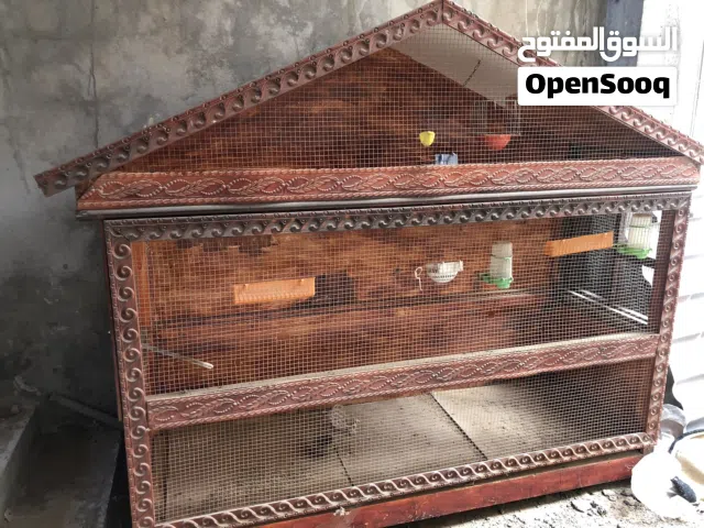 براكه عصافير بحاله ممتازه