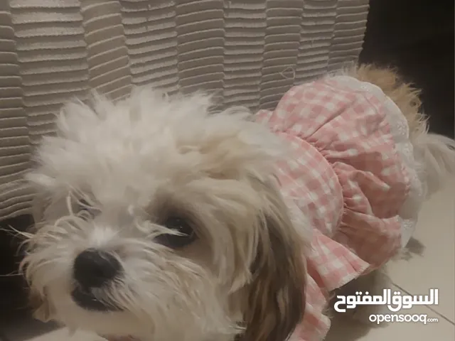 شيتزو انثى للبيع عمر 8 شهور