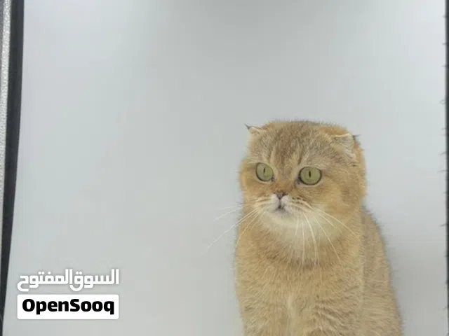 انثى قولدن بيور