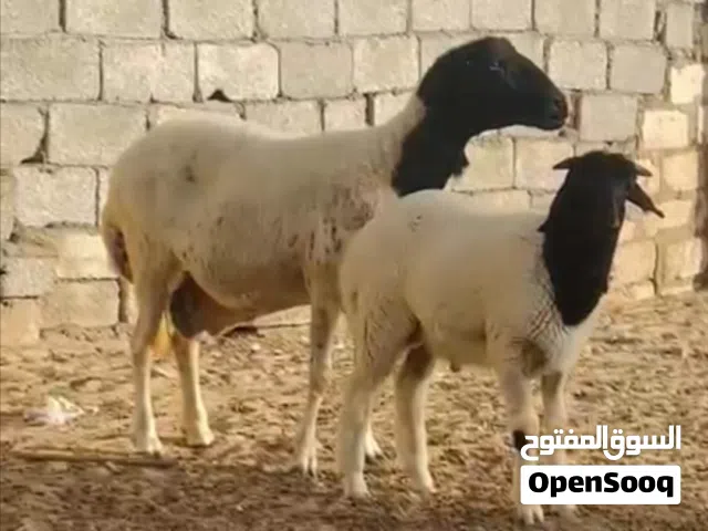 نعجه والده