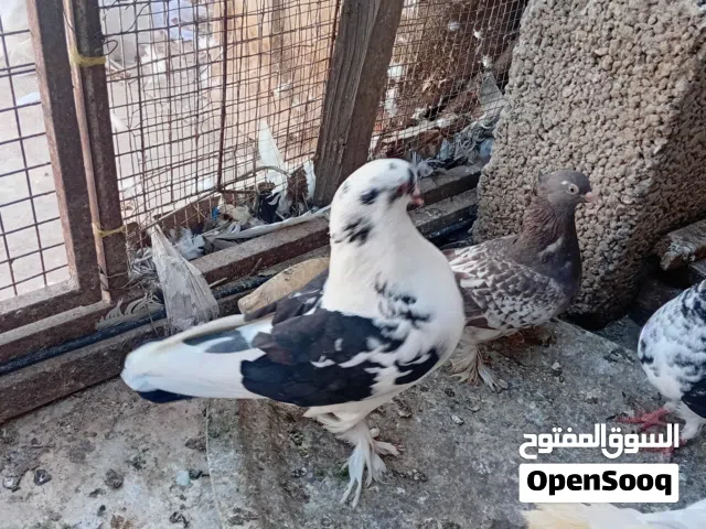 لي البيع  او البدل باناث شمسيات مجموعه من الحمام