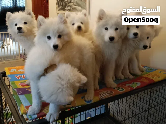 Pure Samoyed puppies male & female 3 months old