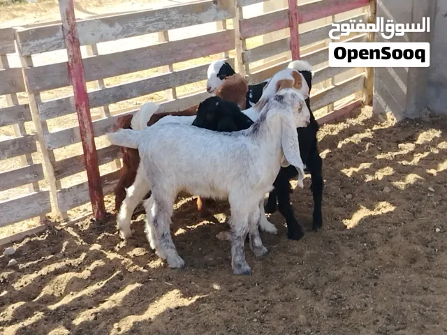 5 طروف تمقريس فيهم 3 اعنايق وزوز جديان هجين العمر شهرين تقريبا المكان صبراتة يوجد توصيل حسب المكان س