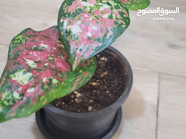 نبات داخلي يجدد الاوكسجين.تحسين جودة الهواء، وتخفيف التوتر، وزيادة الإنتاجية