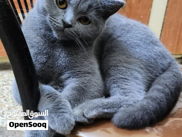 3 قطط اناث سكوتش فولد عمر سنتنان للببع منزليات اكلهم دراي فود مطعمين
