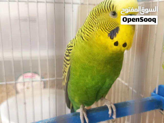 بادجي للبيع بصحه جيده ذكر