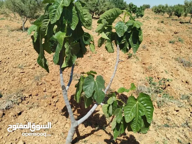 3.6 هكتارات مثمره ومرويه في صفاقس