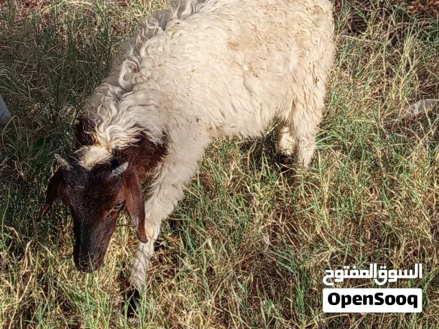 خروف ربي يبارك