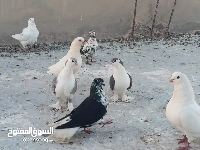 حمام فرنسي للبيع الفرنسي و اللاهور  بايع كوم كامل للاستفسار عنهم