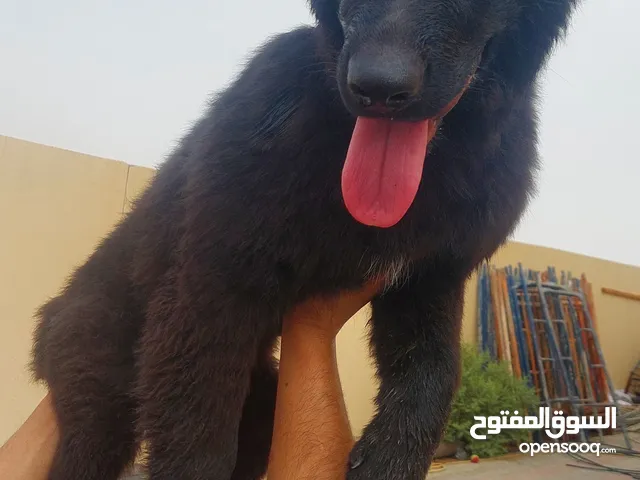 للبيع جيرمن شيبر لونج هير شولاين رويل بلاك الاب من بلجيكا تقليب من اعلى مستوي في سلطنة