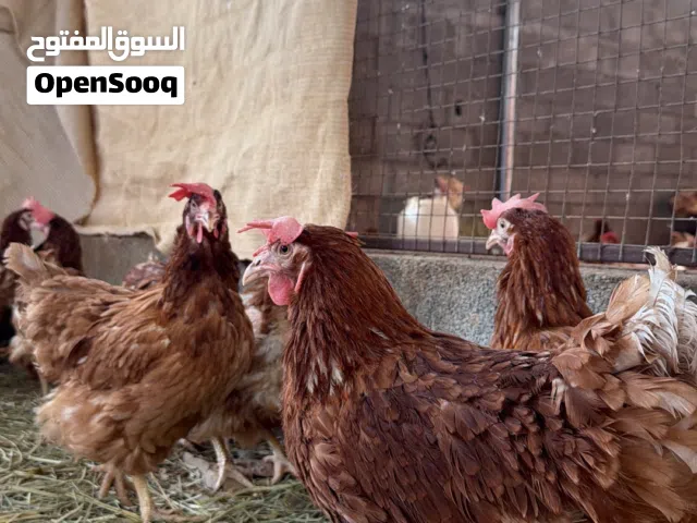 للبيع دجاج بيّاض لوهمان أصلي جاهز للإنتاج واقل سعر ف سوق من ناحية الجودة