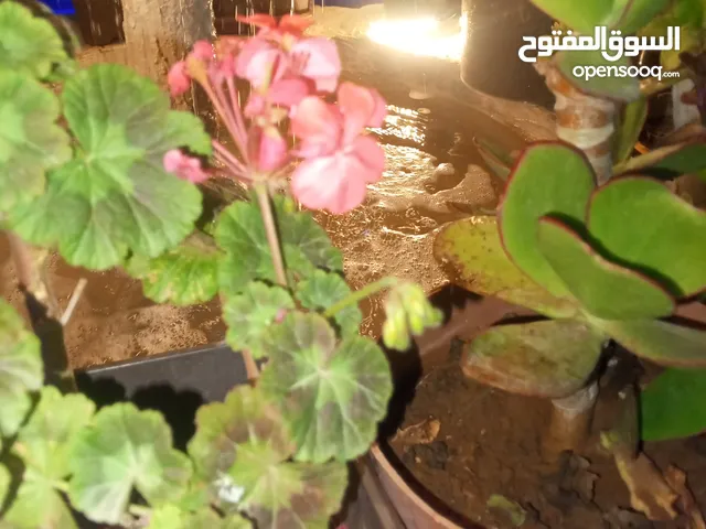 زغاليل للبيع