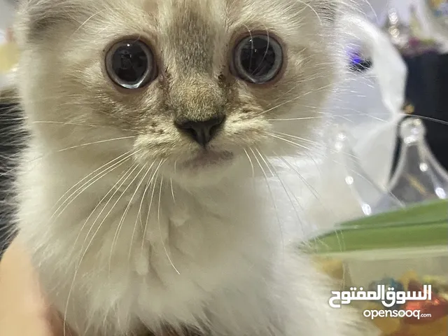 قطط راقدول، سايميز، و تكسيدو للبيع كلهم بيور بريد (pure breed)