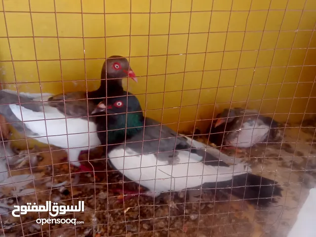 حمام كش وزق للبيع او للبدل على عصفير