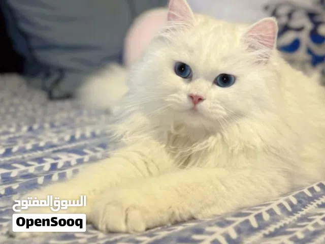 قطه لي البيع سعرها 100 دينار مكان عين زارة اربعه شوارع زويته عمرها 8شهور