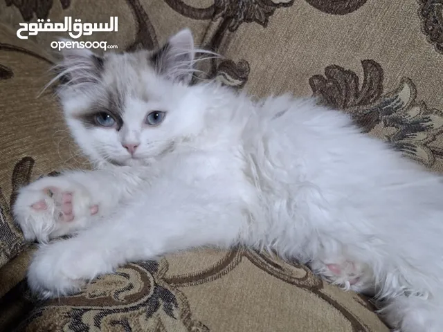 الاعلان بيع قطه