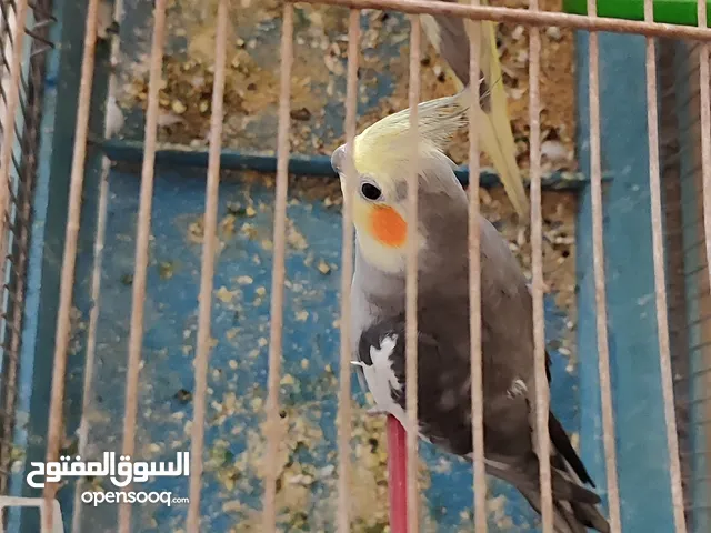 كوبيت كوكتيل وروز للبيع
