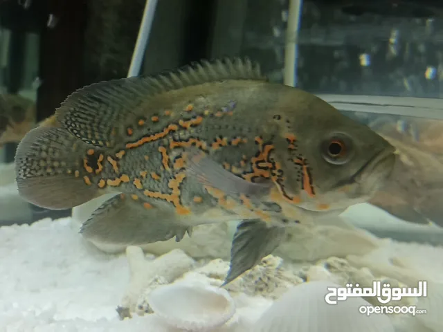 حبه اوسكار تقريبا اصغر من كف اليد بشوي