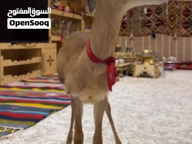 غزال دماني