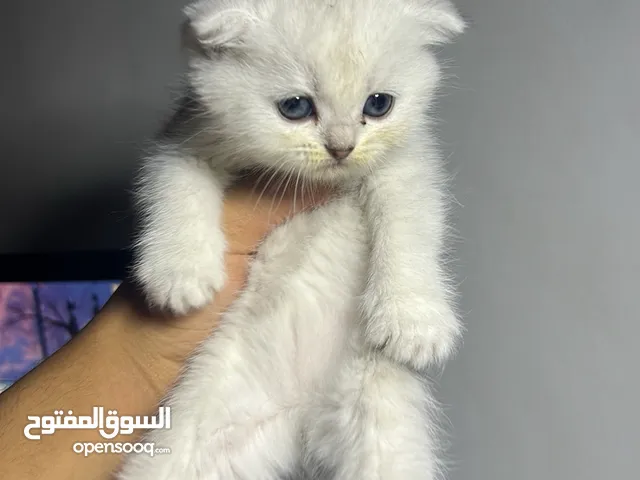 للبيع قط سكوتش فولد
