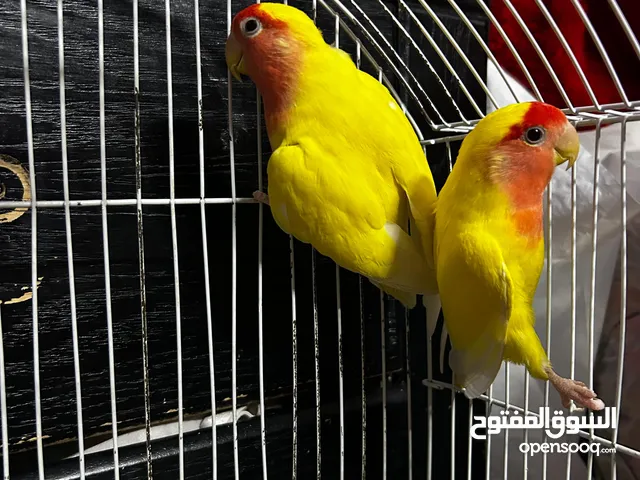 جوز روز لاتينو عين حمرة تحتهم اربع بيضات مع قفص ثلث معالف جديد وكوخ كبير جديد