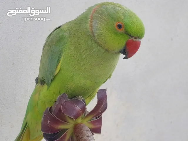 ببغاء درارة هندي ذكر كوكو عمر سنتين مطوق اليف جدا ما بعض نهائي لعوب بحب الاطفال