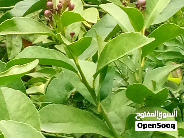 شجر ليمون شهري