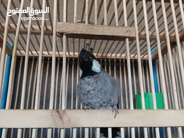 بلبل اليف طينه اقره الوصف
