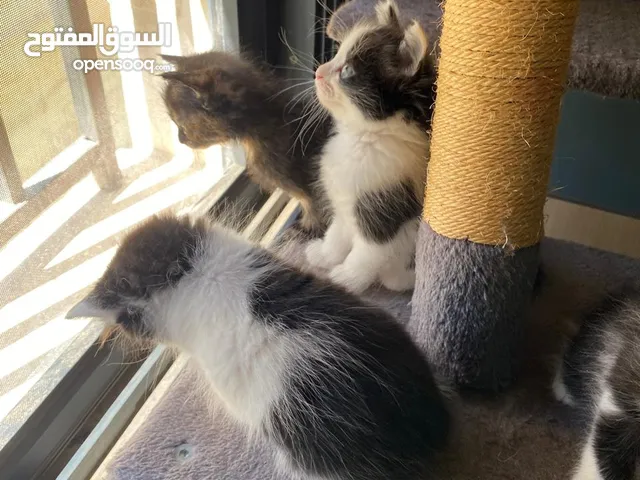 5 قطط شيرازي مكس شانشيلا للبيع بداعي السفر نوع الاب بريتش مكس سكوتش نوع الام شيرازي مكس شانشيلا بيع!
