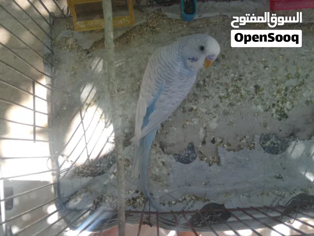 عصفور حب .