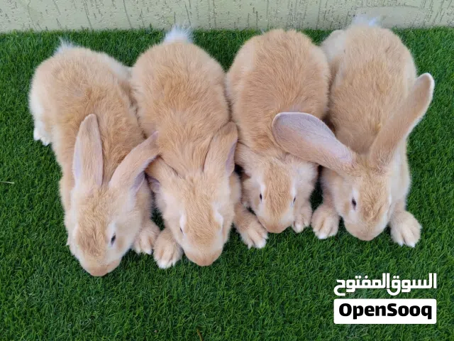 اذكر الله متوفر زوز كوبيات للبيع (أقرا الوصف)
