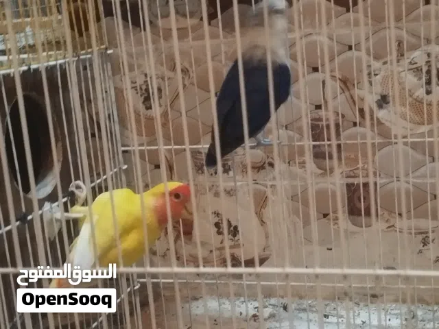 غندوره بزرات مالت بيت